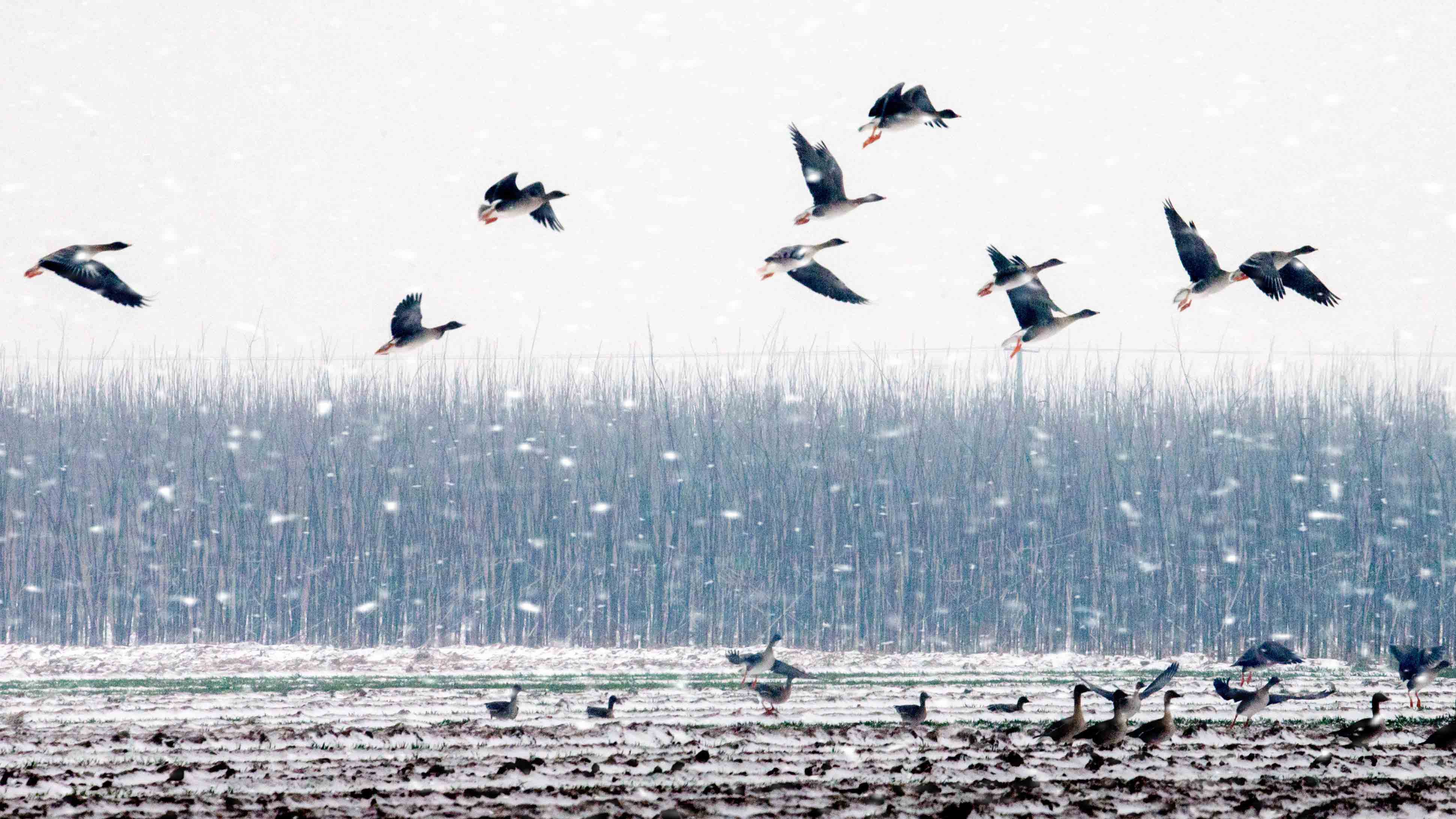 《雪中豆雁》朱沙欧