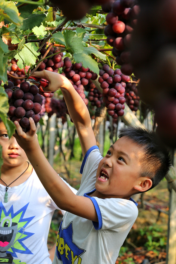 我来采葡萄