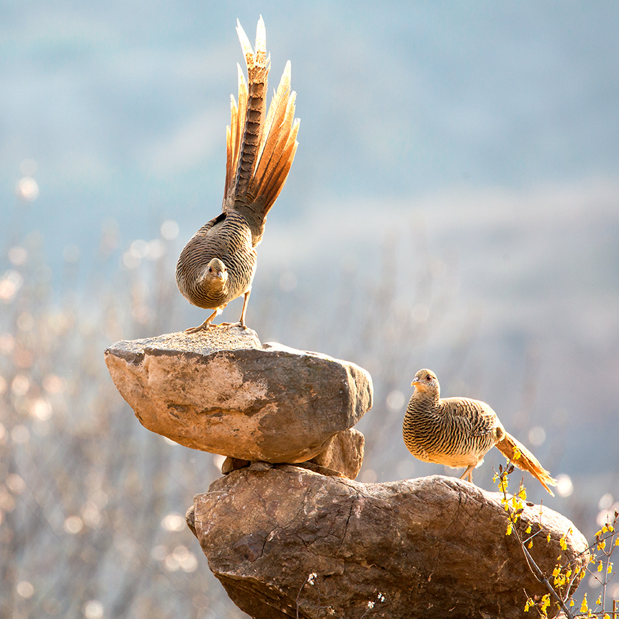 2019年3月23日河南运城锦鸡基地上一对母锦鸡在觅食,神态紧张防敌.