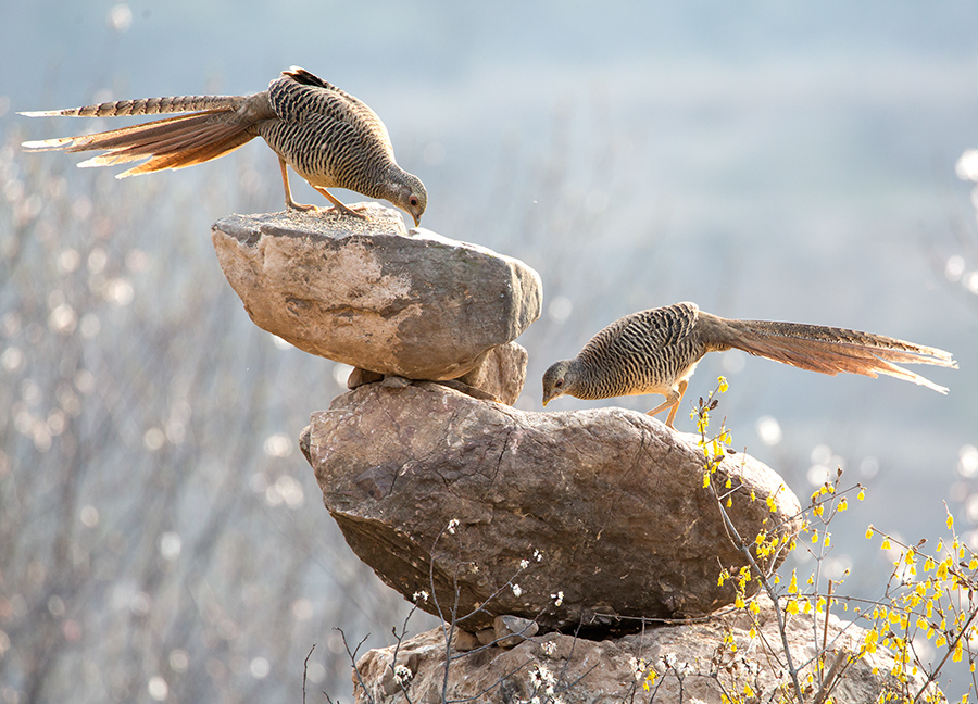 2019年3月23日,山西运城锦鸡基地上一对母锦鸡在觅食.