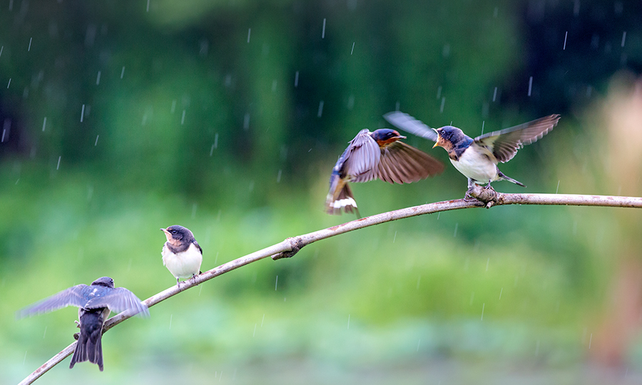 《雨中喂食》