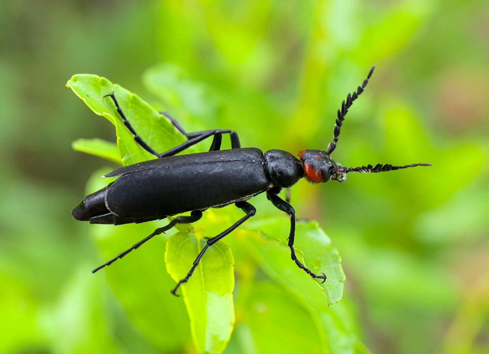 中华豆芫菁:孵化的幼虫从土穴内爬出,行动敏捷,分散寻找蝗虫卵及土