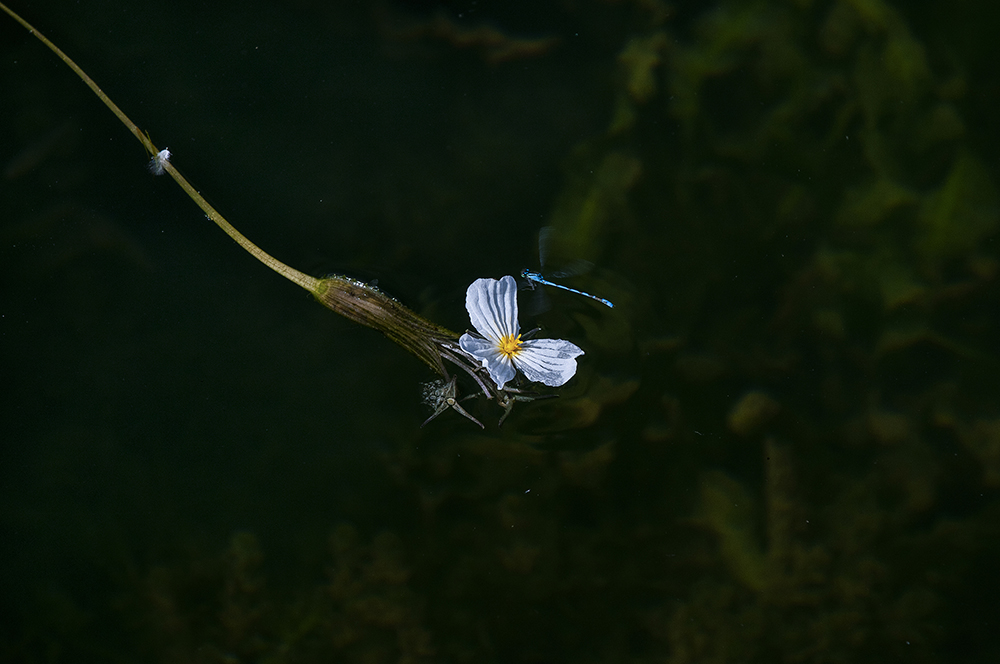 《海草花》组图