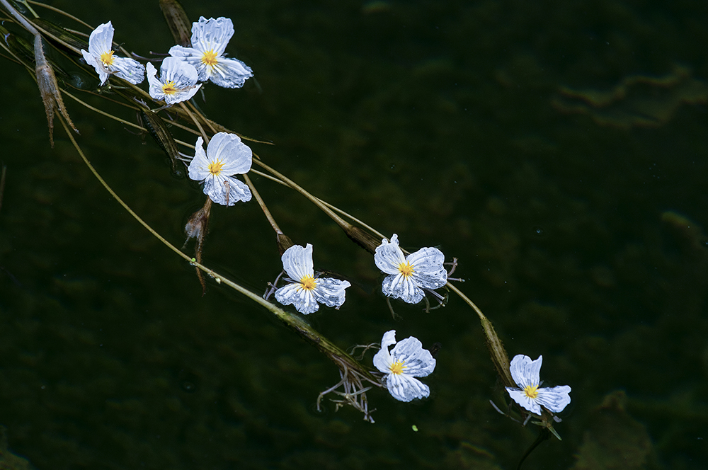《海草花》组图