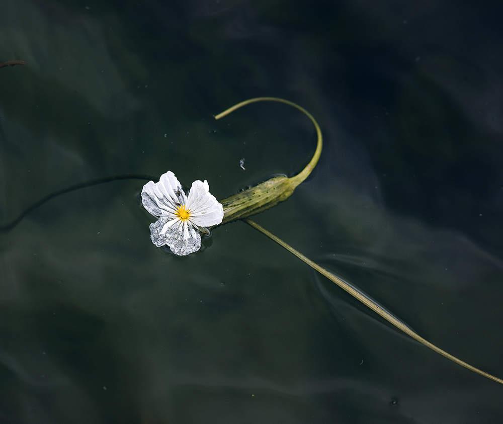 《海草花》组图