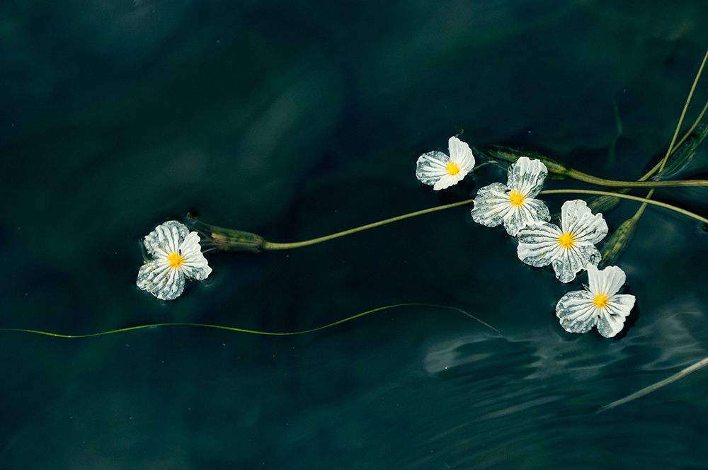 《海草花》组图