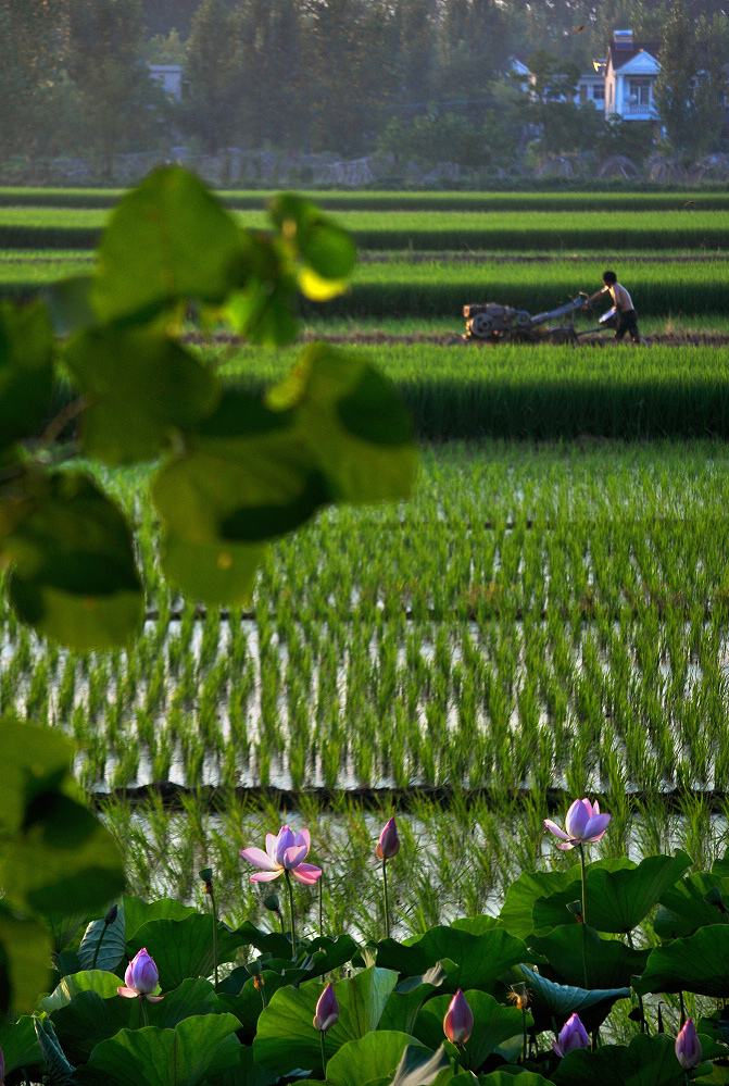 07.22 拍摄于安徽池州市梅龙镇.jpg