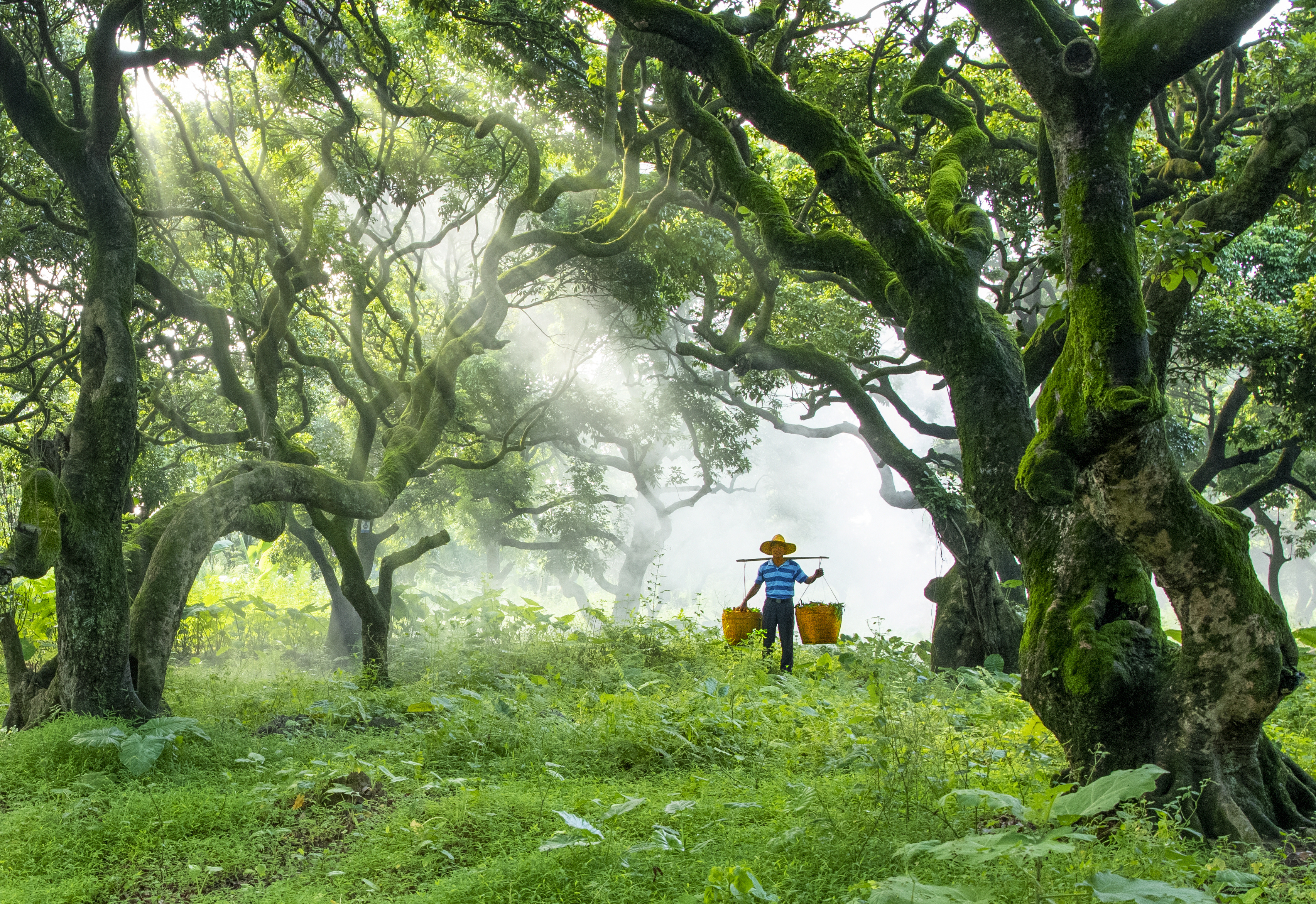 在古荔枝林,深幽烟雾,果农采摘荔枝,微笑着挑着一担荔技,令人感蝶果