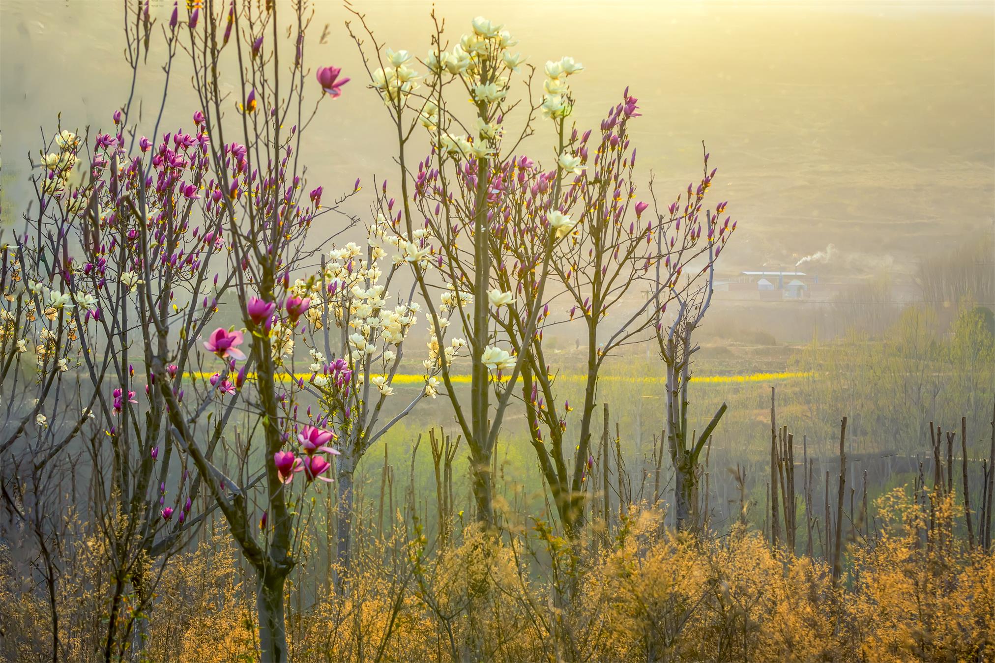 开在山野的玉兰树