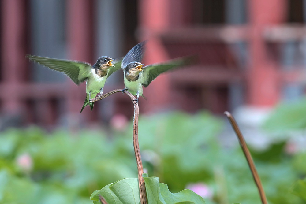 嗷嗷待哺 2019年6月24日拍摄于河南省开封铁塔公园,展示一对小燕子
