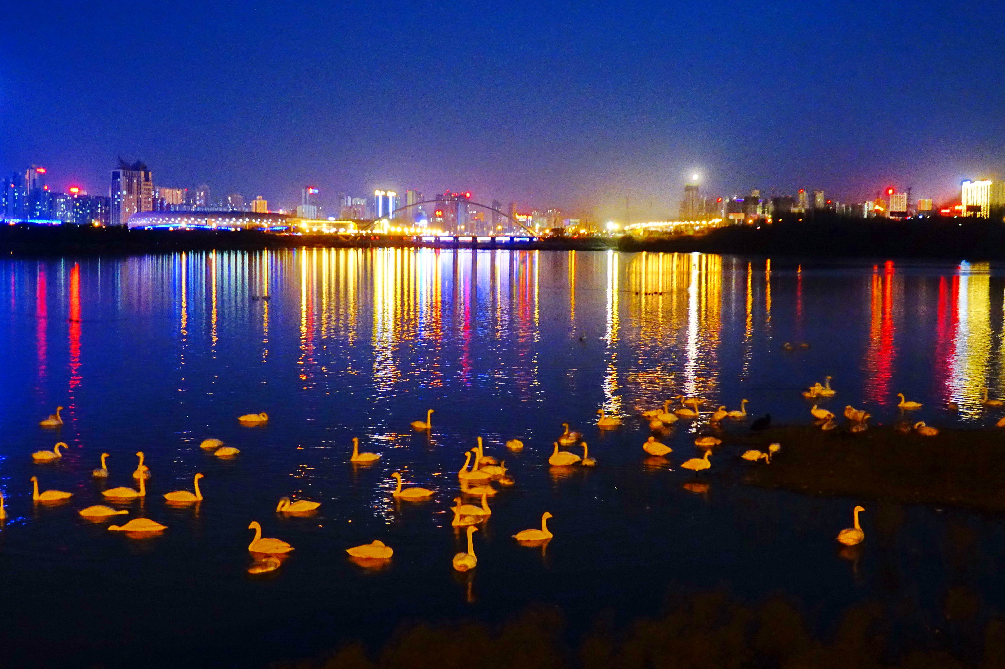 夜色天鹅湖-第三届天鹅之城—中国三门峡自然生态国际摄影大展征稿区