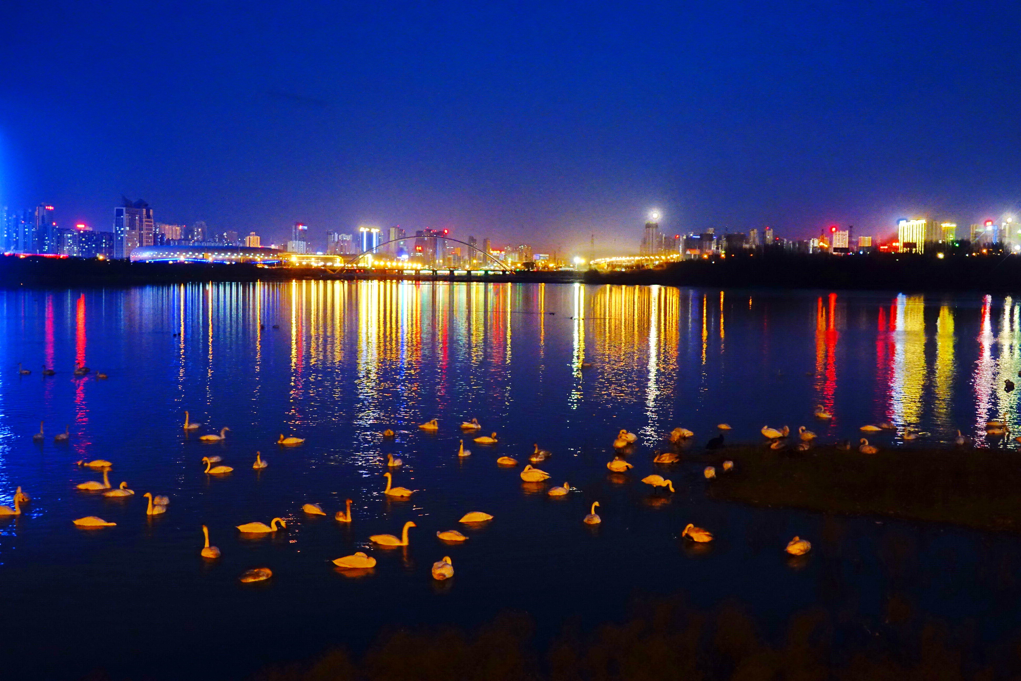 夜色天鹅湖