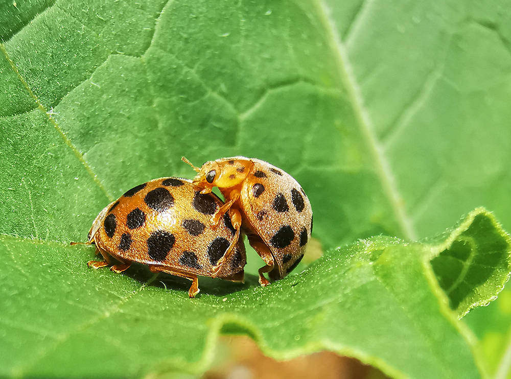 伏牛山昆虫:求爱的马铃薯瓢虫