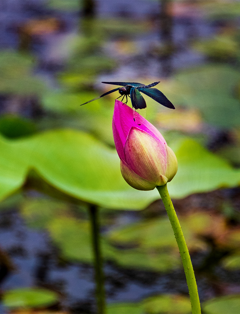 小荷才露尖尖角 早有蜻蜓立上头(黑丽翅蜓)