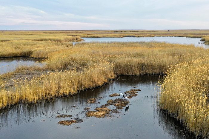 2019-4-29日拍摄于内蒙古呼伦贝尔市辉河湿地自然保护区 - 我的相册