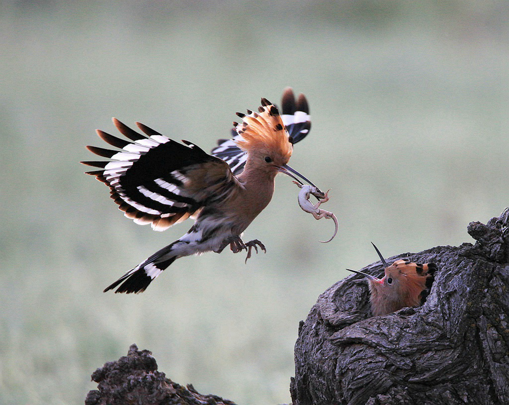 戴胜鸟捉条"地龙"哺育雏鸟
