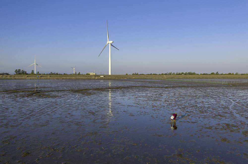 2019年7月29日拍摄于杭州湾海塘