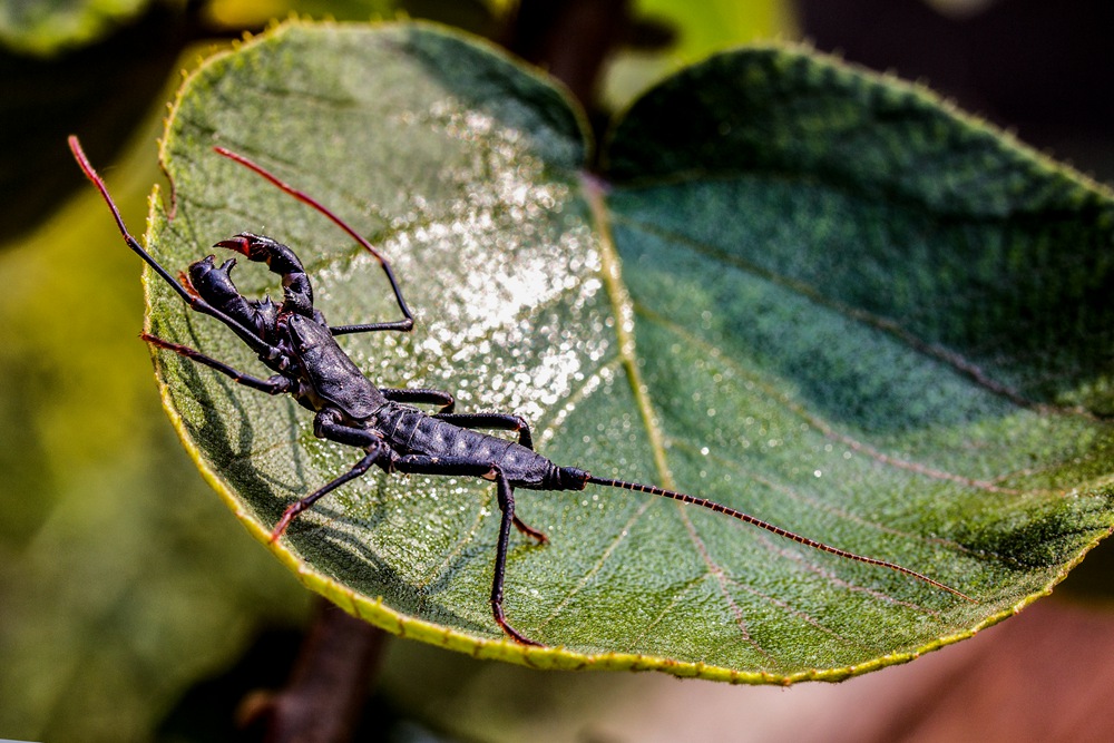 鞭尾蝎