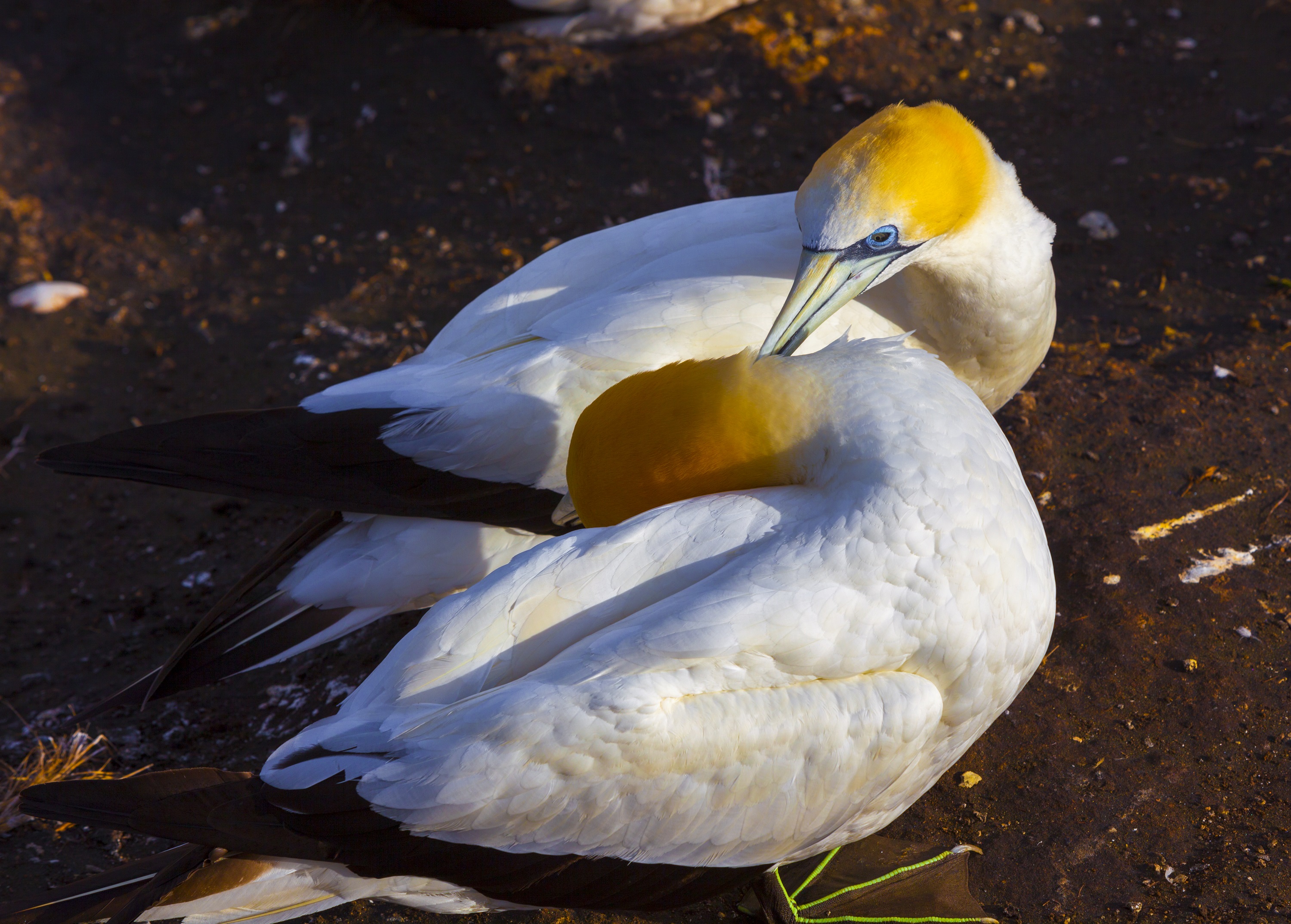 《塘鹅不同的示爱方式》组照