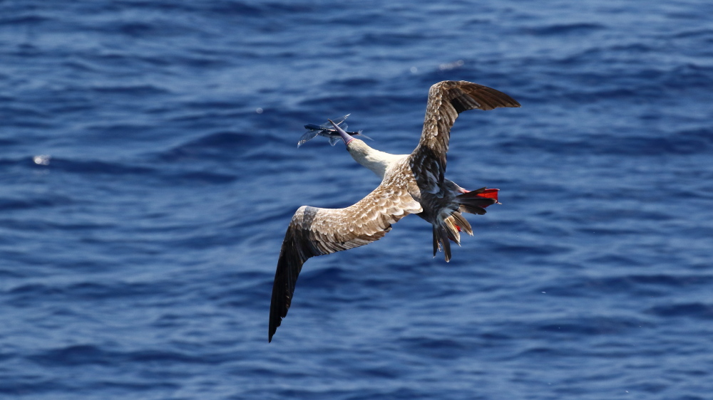 05 中国南海 鲣鸟是海洋里飞行最矫健敏捷的鸟,这是鲣鸟捕食飞鱼瞬间