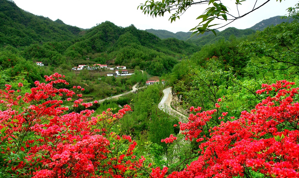 杜鹃花开映山乡