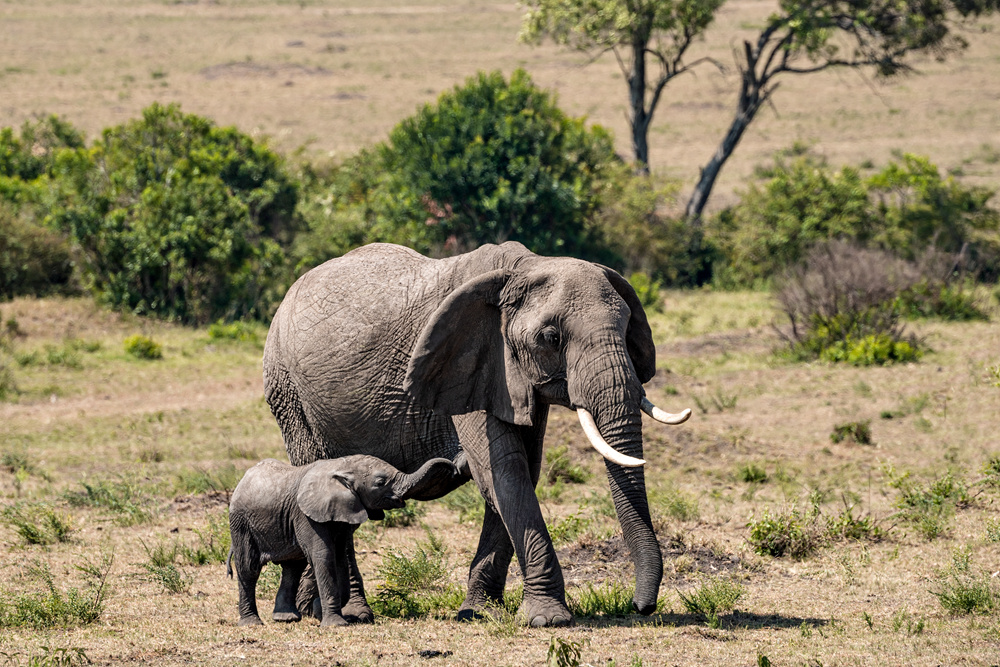 7.27肯尼亚马赛马拉草原.非洲野象,也是草原五霸之一,母象呵护着幼仔.