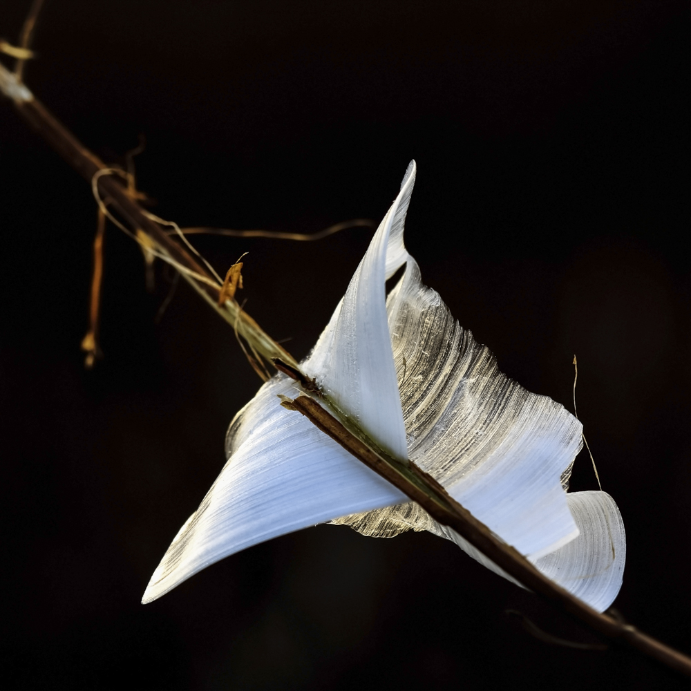 冬凌草上结冰凌