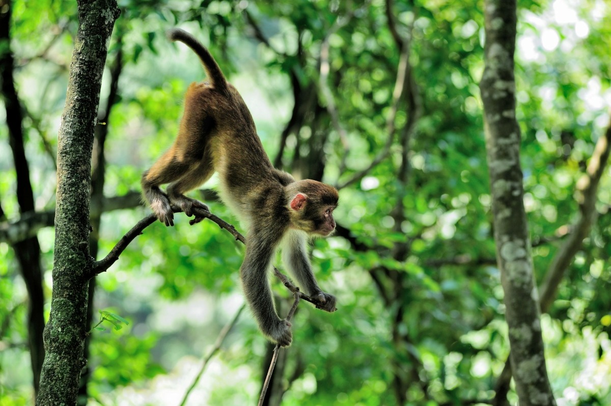 广西凤山县巴腊猴山,野生的猕猴王正从山上下树觅食