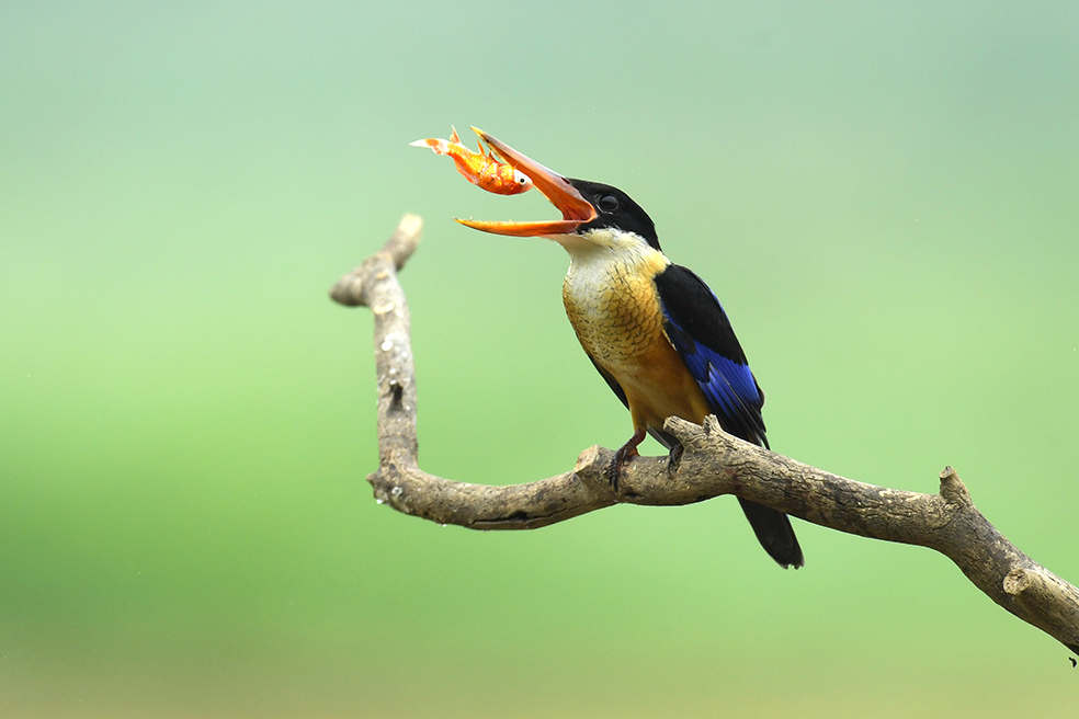 蓝翡翠戏鱼1-《大众摄影》俱乐部团体会员——三门峡天鹅俱乐部(1星)