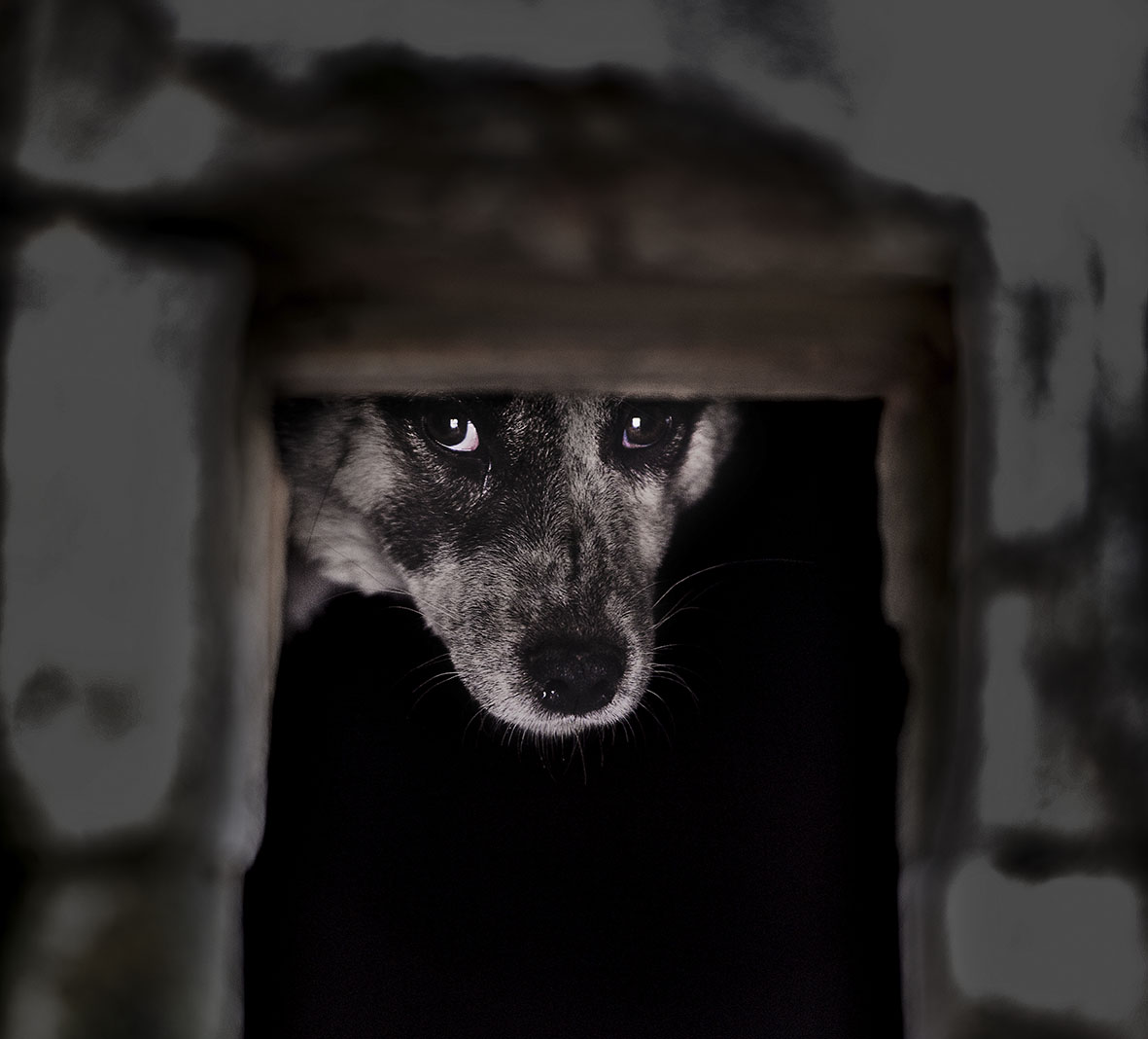 狗眼看世界-第三届天鹅之城—中国三门峡自然生态国