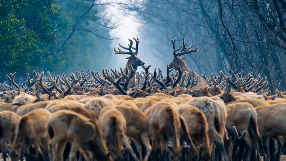 野生动植物系列