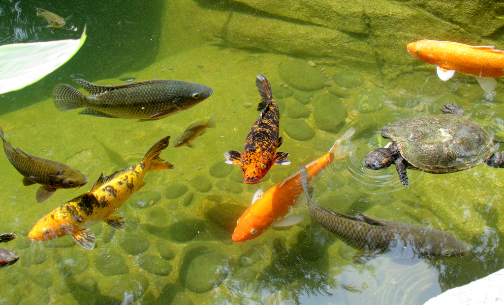 这是2012年9月28日,在香港公园拍摄的公园风光,鱼在阳光下,悠闲的游