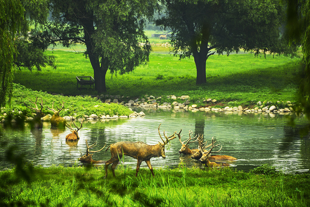 生活在南海子郊野公园的麋鹿悠闲自在