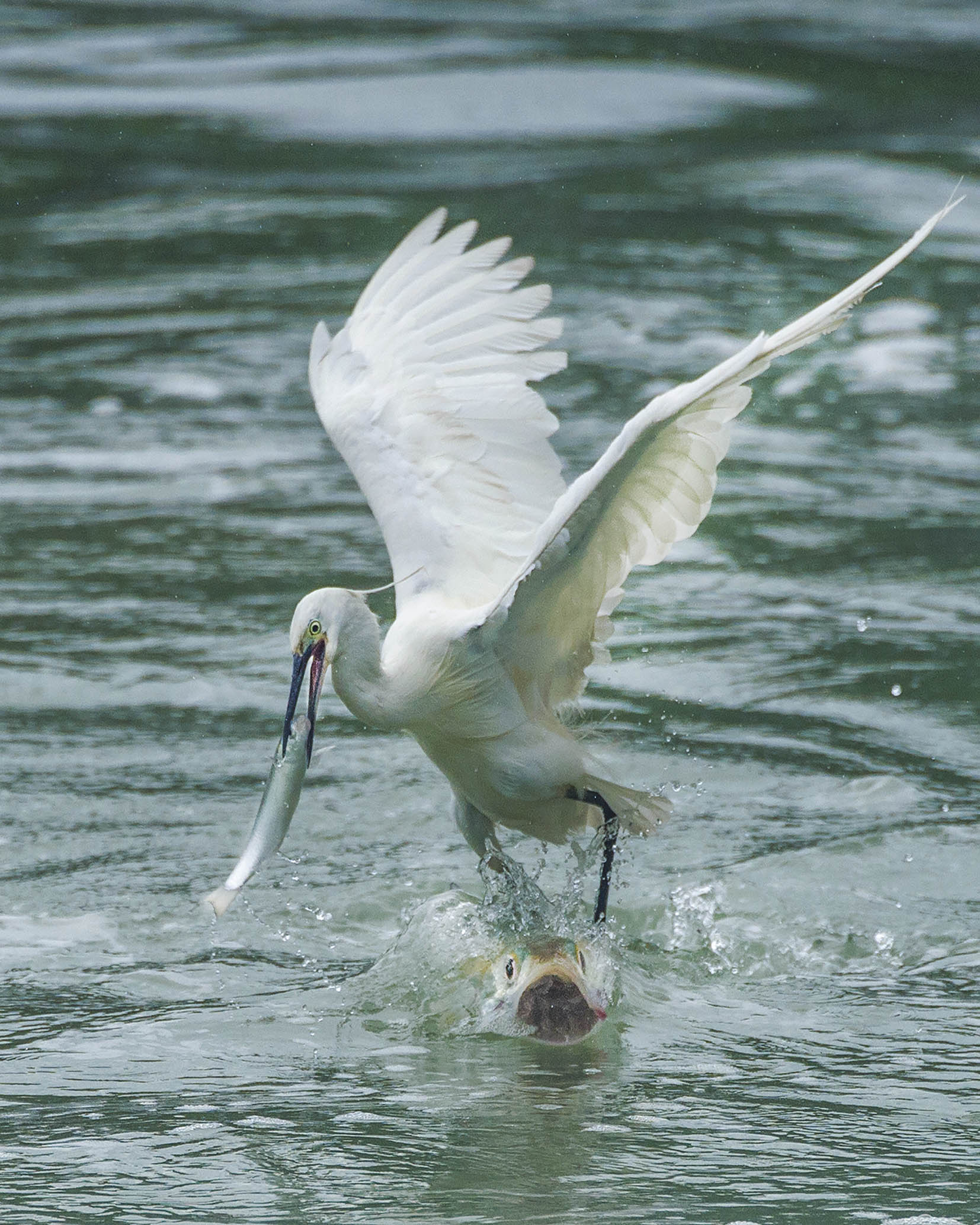 《白鹭抓鱼》摄于福建省厦门市白鹭州