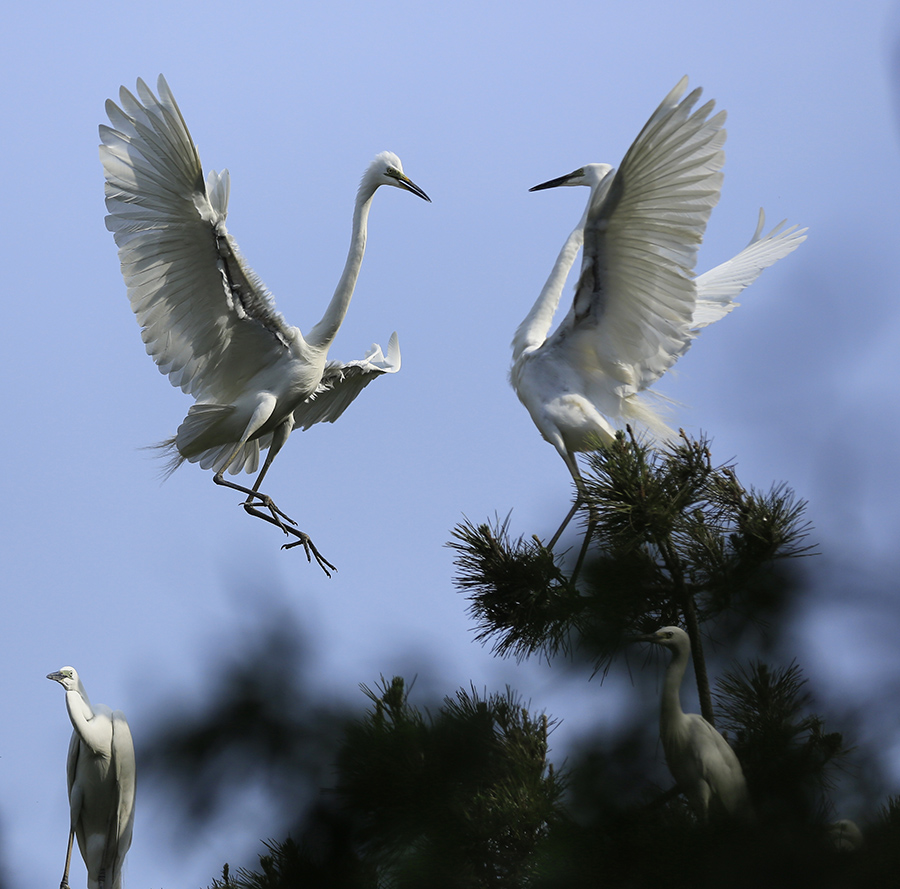 2018年5月,拍摄于连云港猴嘴山.