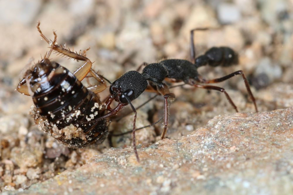 作品名称:捕猎归来