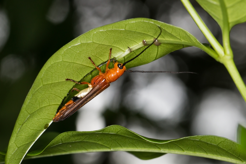 广东珠海 羊角拗是珠三角常见的剧毒植物,萤腹筒天牛喜欢吃羊角拗