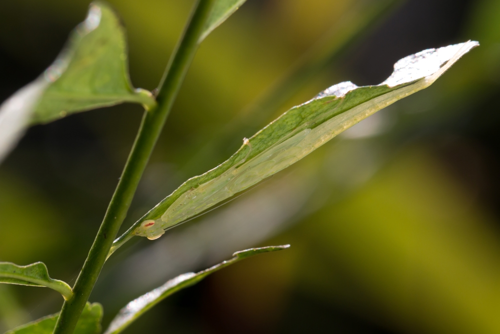 69 作品名称:叶背的杀手  2017年5月  广东珠海 多齿华柔螳以终龄
