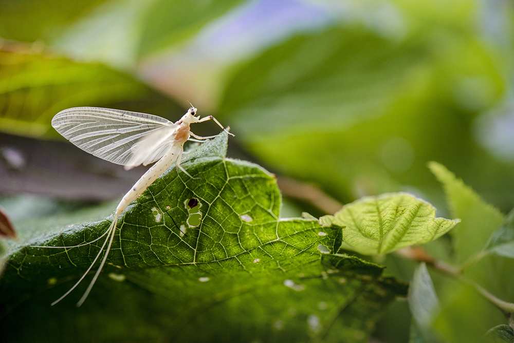 蜉蝣经过三年到五年的水生活后,蜕化成美丽的成虫,成虫的蜉蝣生命只数