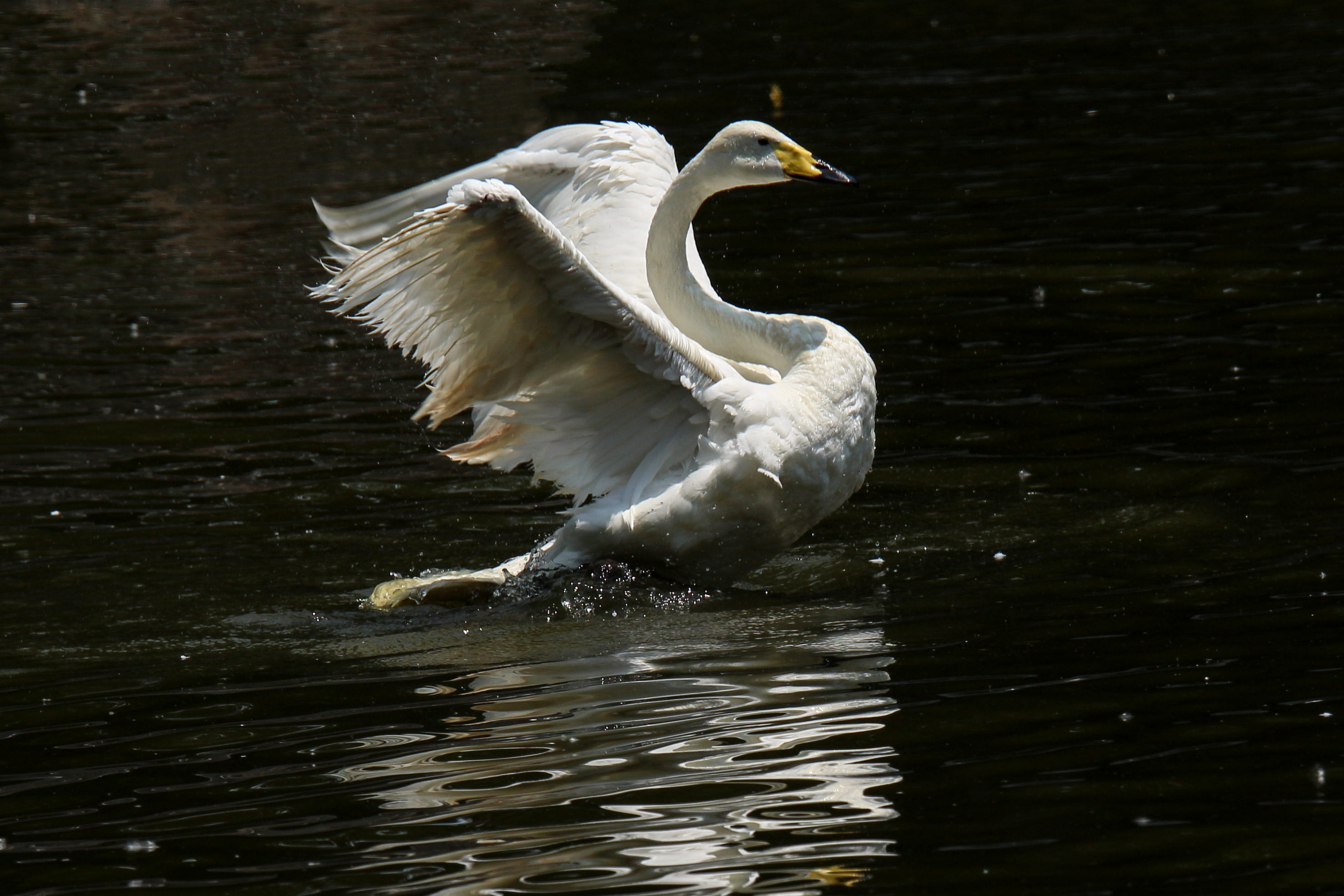 甄亮摄影作品天鹅戏水