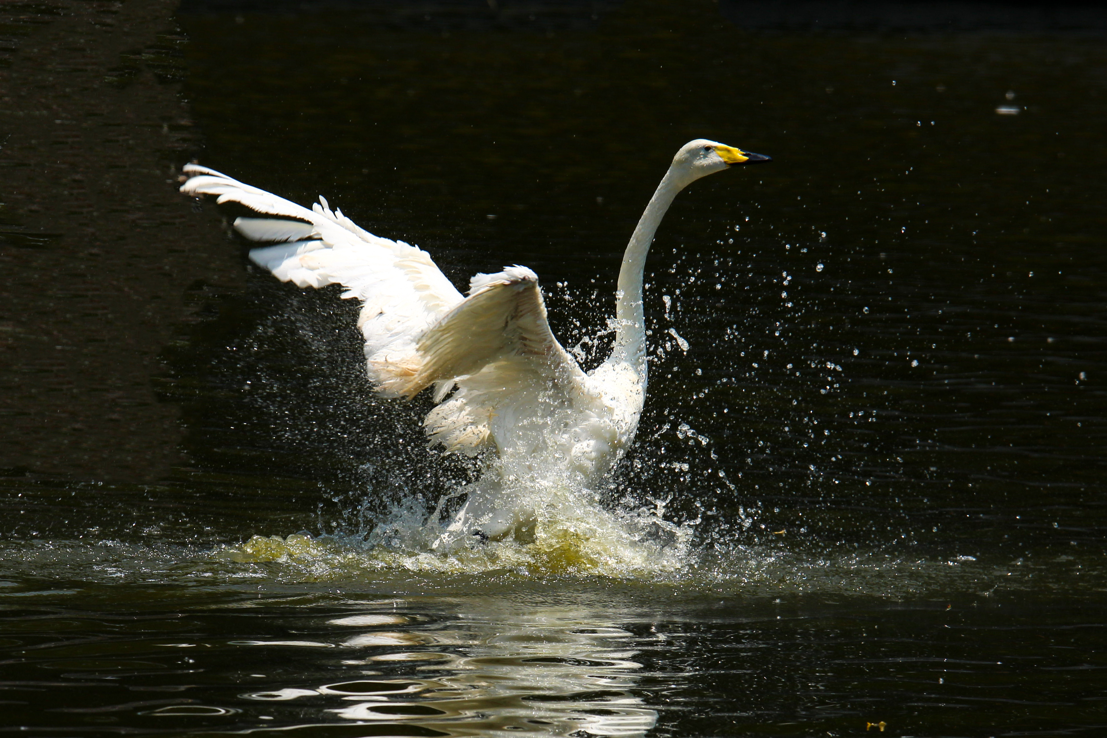 甄亮摄影作品天鹅戏水