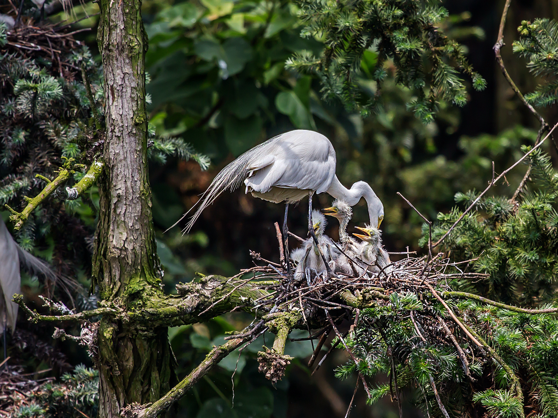 《呵护》-第三届天鹅之城—中国三门峡自然生态国际摄影大展征稿区