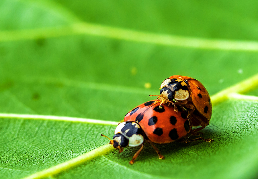 在2019年6月6日在湖北省襄阳市拍摄的,昆虫的学名:龟纹瓢虫