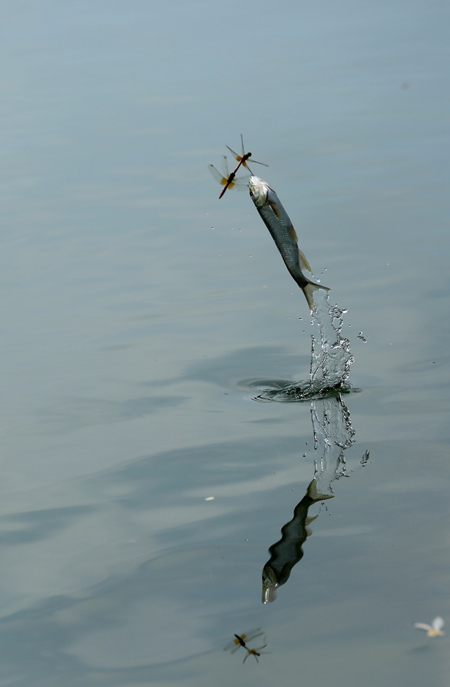 《飞鱼》2015.09.18,河北省承德,偶遇鱼吃蜻蜓