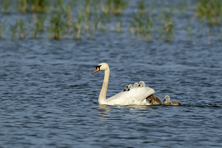 丑小鸭的故事-第三届天鹅之城—中国三门峡自然生态国际摄影大展征稿