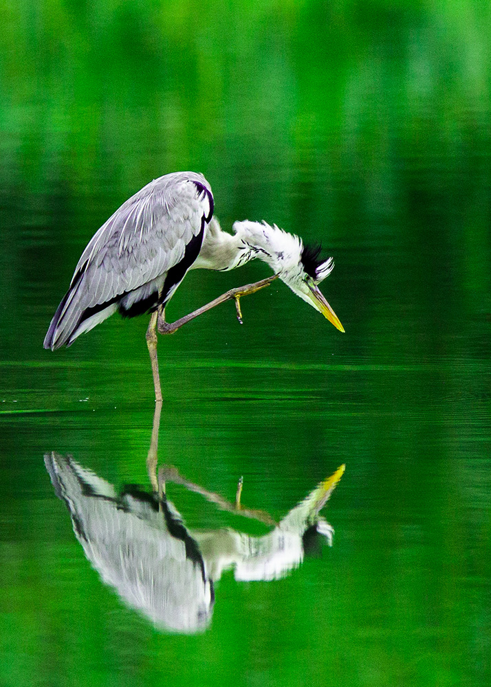 作品标题:静立 说明:苍鹭又称灰鹭,是欧亚大陆与非洲大陆的湿地中极为