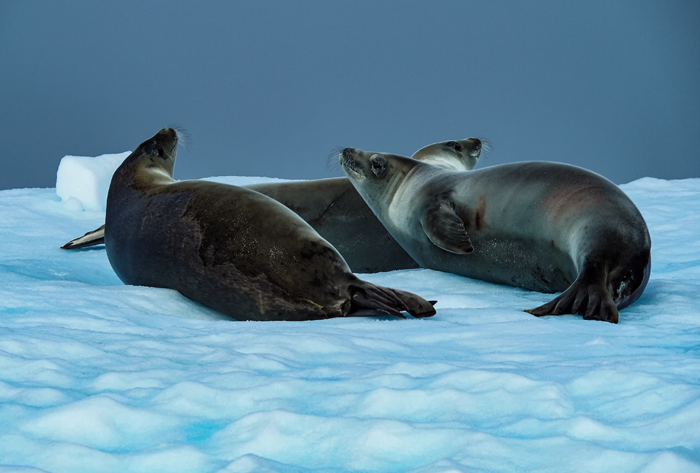 作品名称:《三只快乐的海狮》 拍摄时间:2018年2月 拍摄地点:南极