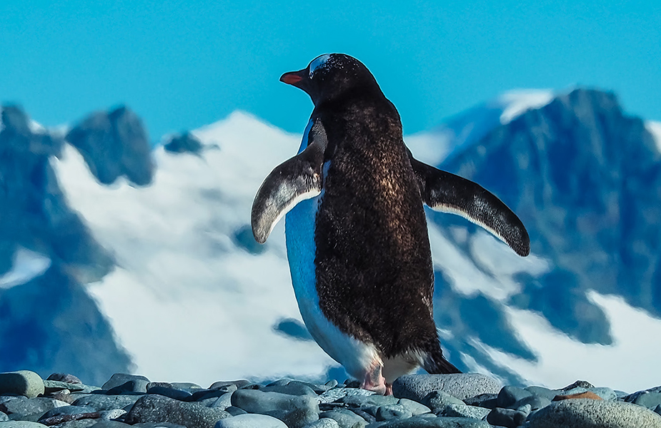 小企鹅笃定的眼神,坚定地迈开左脚一小步,体现出小企鹅以初生之犊不怕