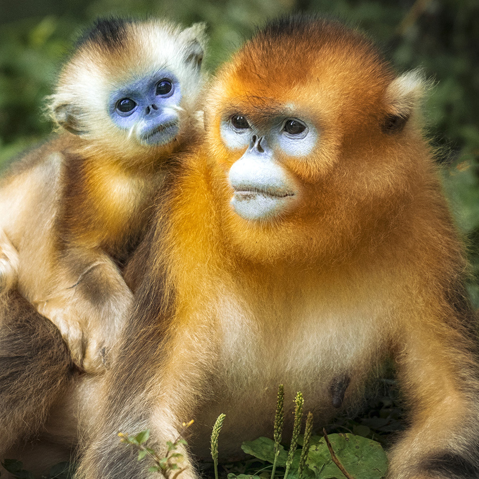 金丝猴在不同状态下的写真照
