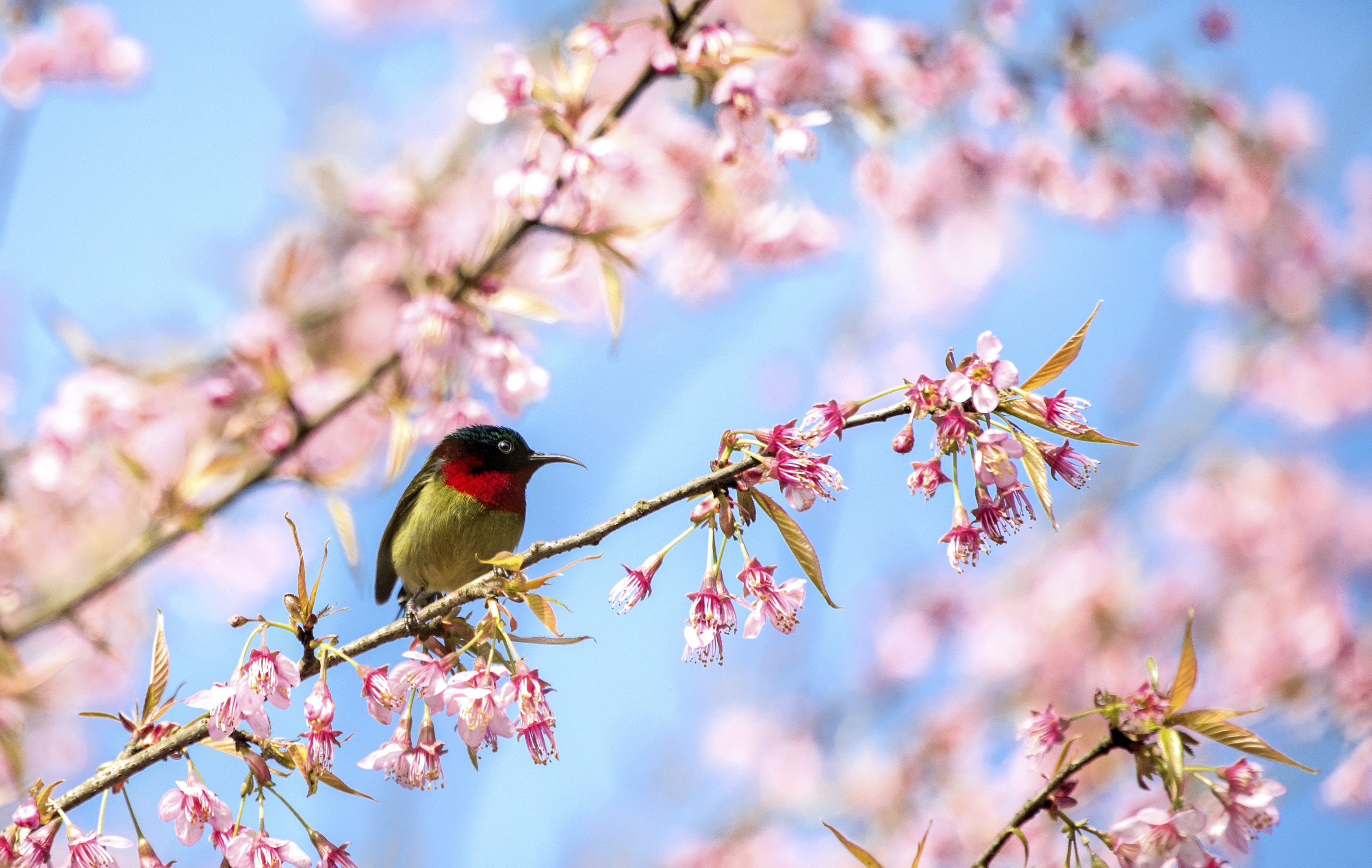 鸟语花香-第三届天鹅之城—中国三门峡自然生态国际摄影大展征稿区